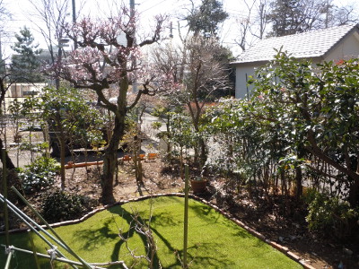 庭の梅
